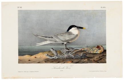 Sandwich Tern, hand-colored