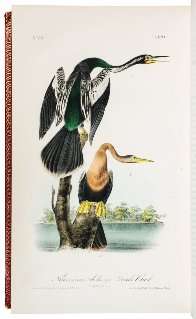 Volume 6 of Audubon's Birds 1843 1st Octavo Edn.: Title: The Birds of America, From Drawings Made in the United States and Their Territories. Volume VI Author: Audubon, John James Description: Volume VI only. viii, [9]-457, [2] pp. Illustrated with 7