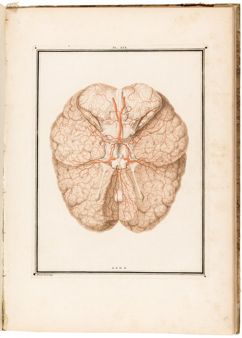 Plates detailing the brain (1 of 5)