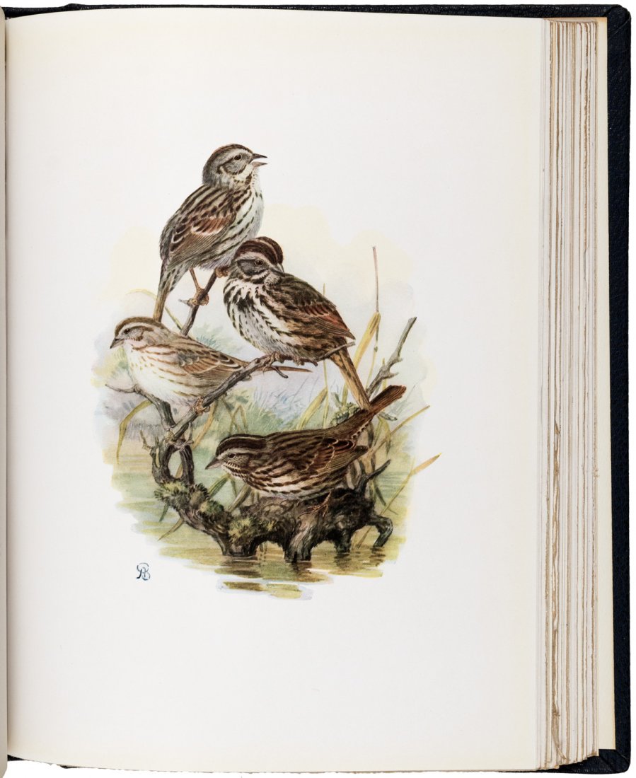 Dawson's Birds of California Large Paper Edition Deluxe: Heading: Author: Dawson, William Leon Title: The Birds of California: A Complete, Scientific and Popular Account of the 580 Species and Subspecies of Birds Found in the State Place Published: San Dieg