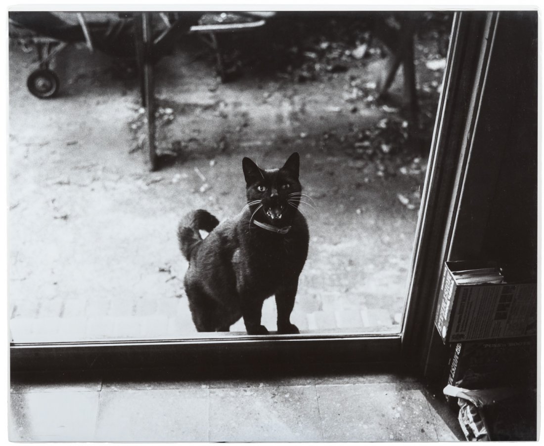Wright Morris Photograph of a Black Cat: Heading: (Photographs) Author: Morris, Wright Title: Black Cat Place Published: No place Publisher:Wright Morris Date Published: No date Description: Original gelatin silver