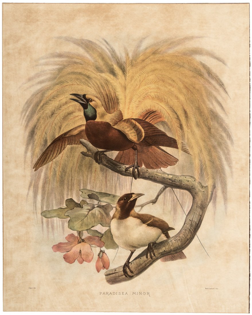 3 Hand colored ornithology lithographs 1870s: Heading: (Ornithology) Author: Wolf (Joseph & Smit J.) Title: Three ornithology prints: Paradisea Minor, Phasianus Torquatus, and Phasianus Colchicus Place Published: Publisher: Date Published: