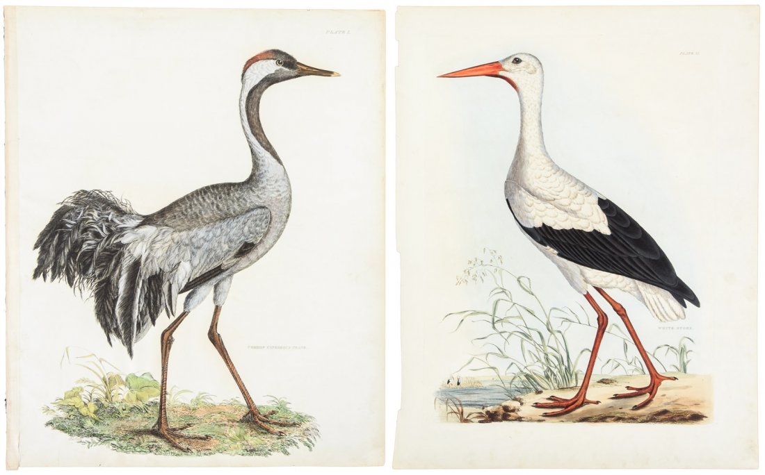 Wading birds from Selby's British Ornithology: Heading: Author: Selby, Prideaux John Title: Six hand-colored ornithological engravings, of wading birds, from "Illustrations of British Ornithology" Place Published: London Publisher: Date Publ