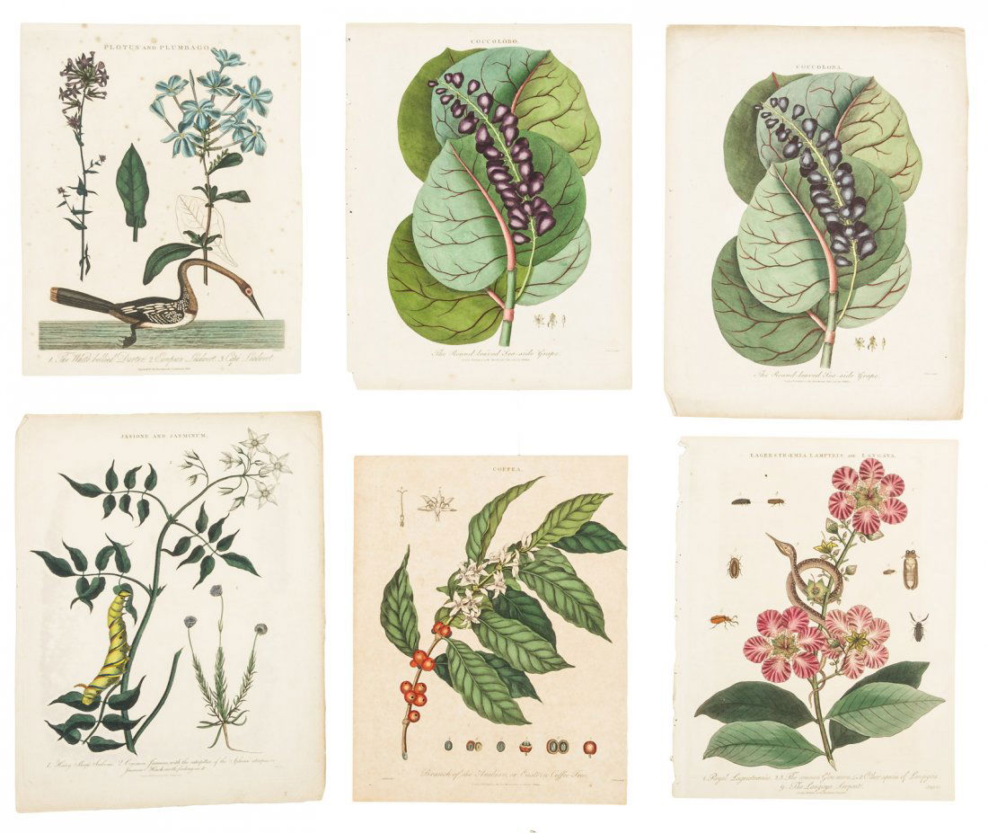100 colored botanical plates (1 of 2)