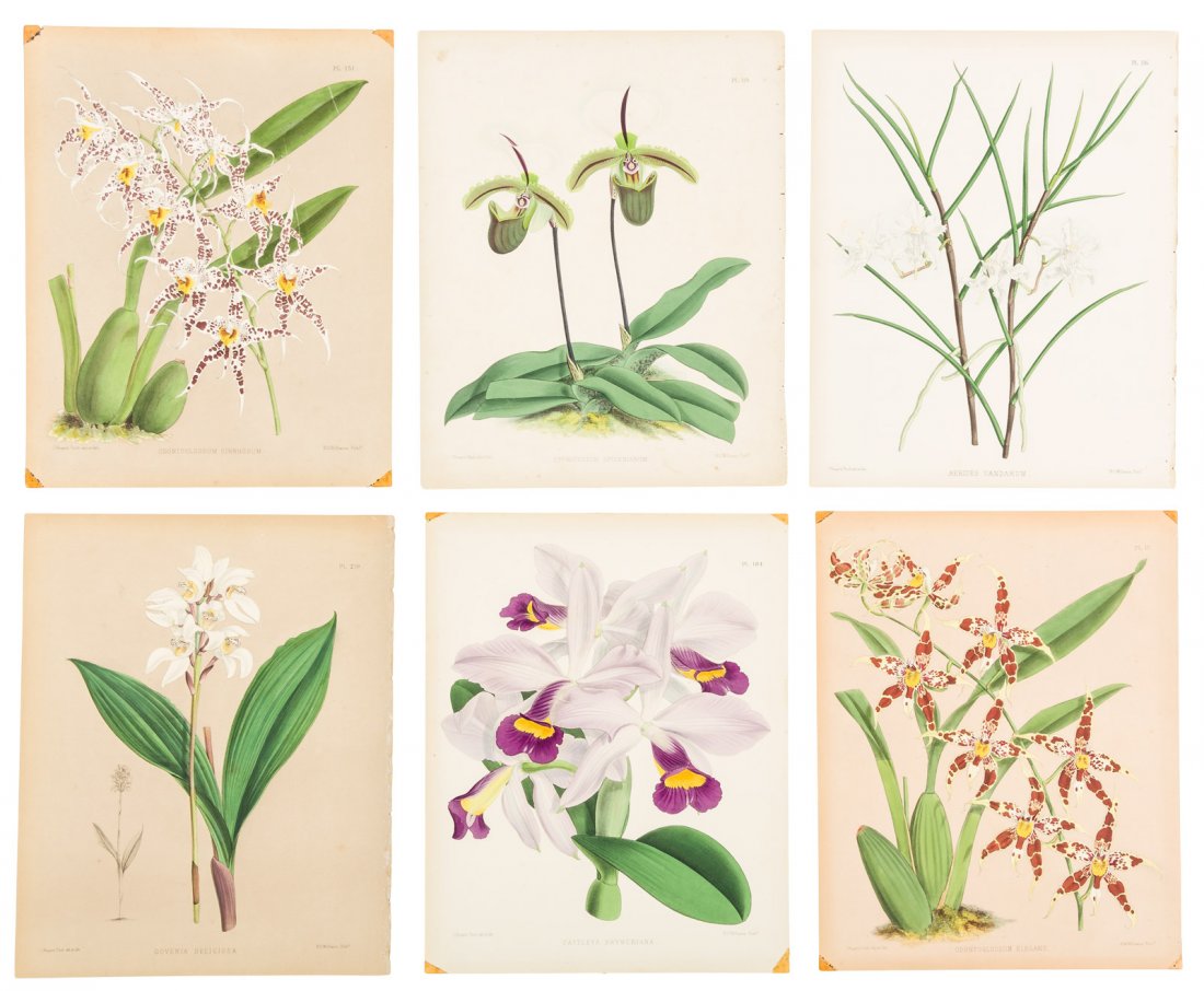 110 botanical chromolithographs (1 of 2)