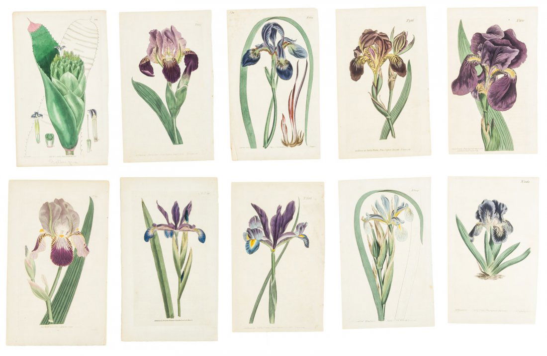 150 hand-colored botanical plates by W. Curtis (1 of 2)