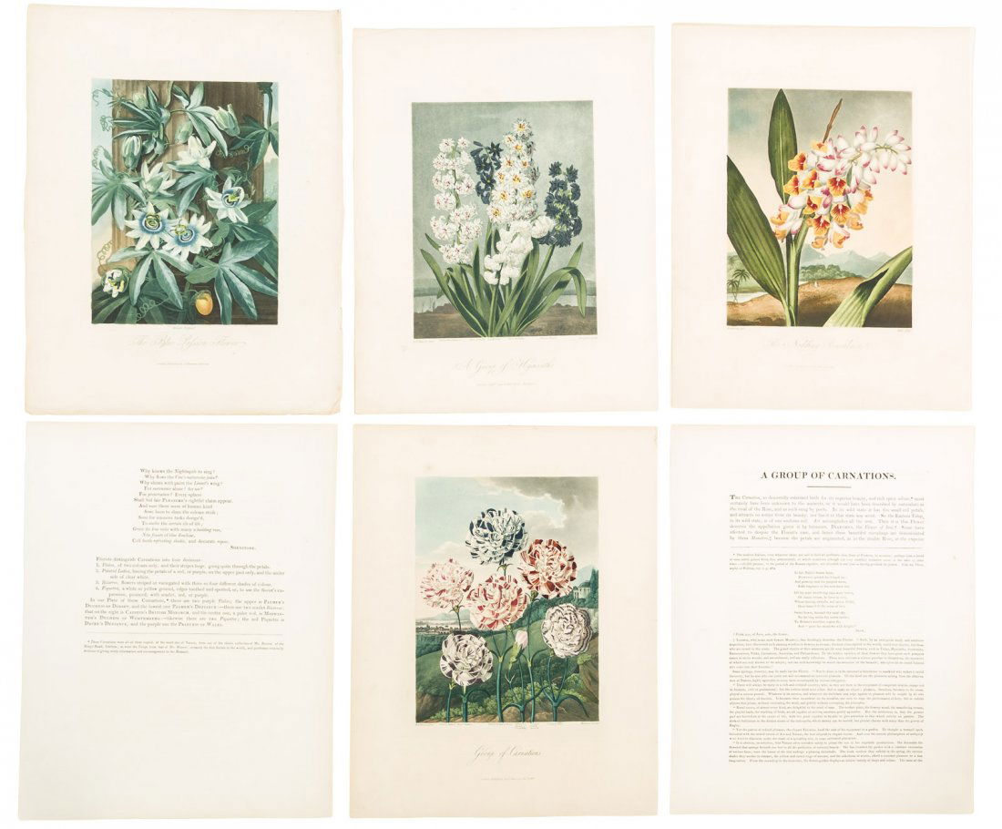 Four plates from Thornton's Temple of Flora (1 of 1)