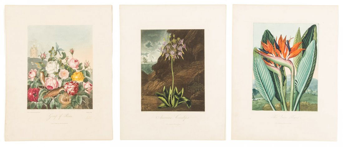 Three plates from Thornton's Temple of Flora (1 of 1)