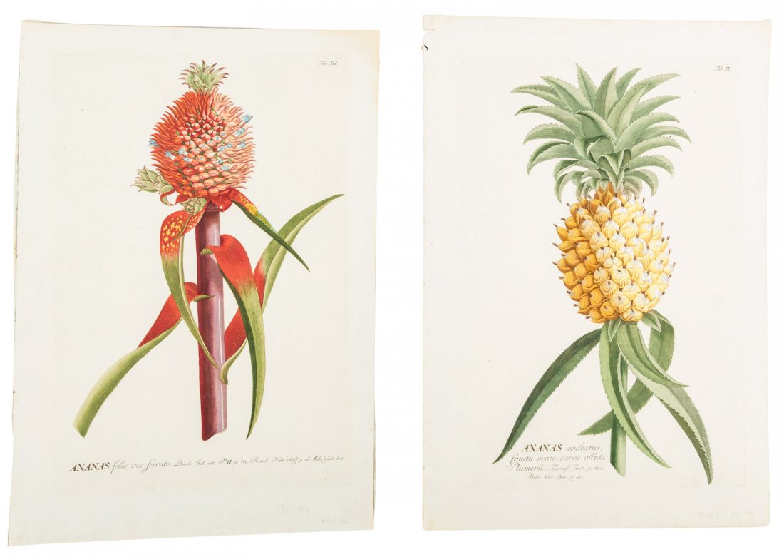 Three hand-colored engravings of Pineapples (1 of 1)