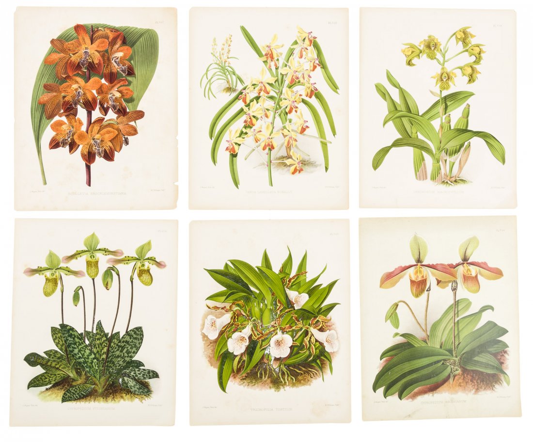 34 chromolithographs of Orchids (1 of 1)
