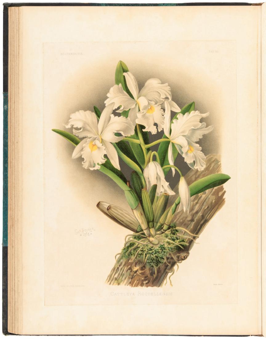 Sander's Reichenbachia color plates of orchids (1 of 10)