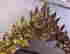 item-129927946=5