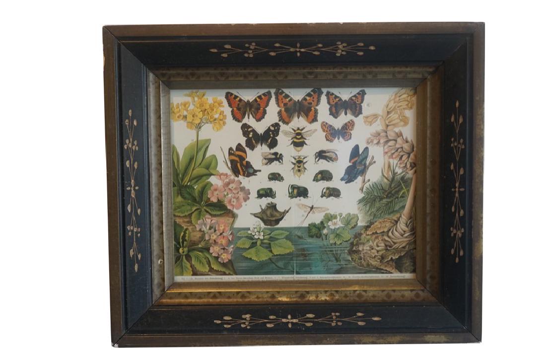 Fritz Muller Butterfly & Insect Lithograph: Lot 131 German Butterfly & Insect Lithograph 19th C. Colored Lithograph Actual: 7 1/2 x 9 1/2 in. Frame: 12 3/8 x 14 3/8 in. Est. $100-$300