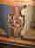 item-69035553=2