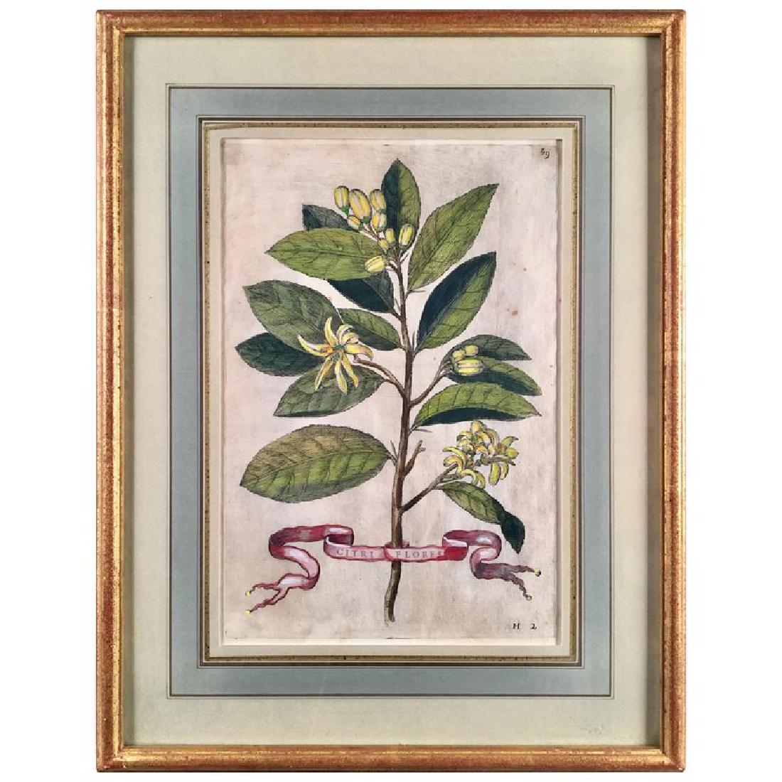 An Italian 17th Century Botanical Engraving, Giovanni (1 of 5)
