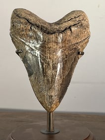 Large Megalodon Tooth
