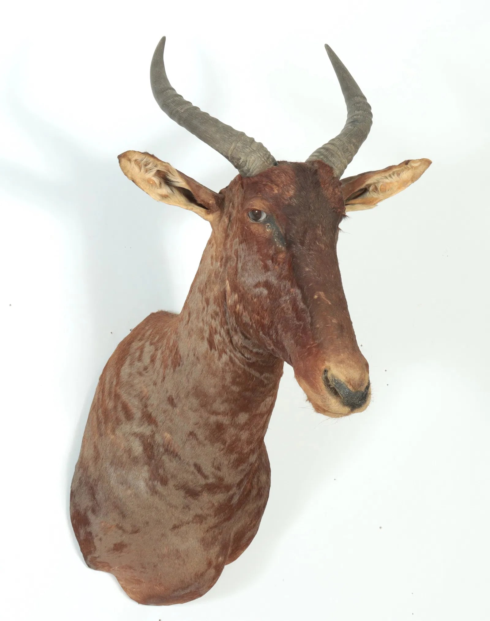 Vintage Hunting Trophy, Tsessebe: An African hunting mount of a Tsessebe. 13" w x 26" d x 38" h