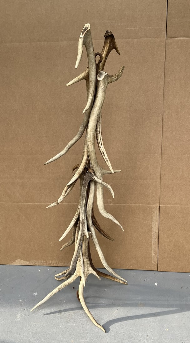 Antler Hanging - 2