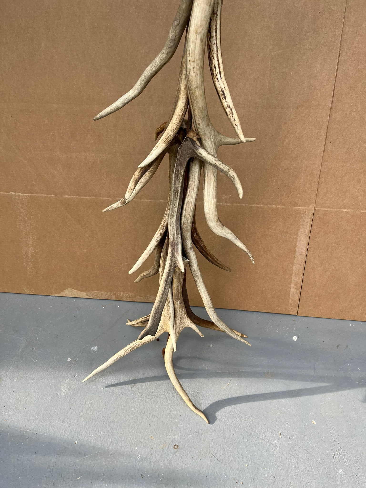 Antler Hanging - 4