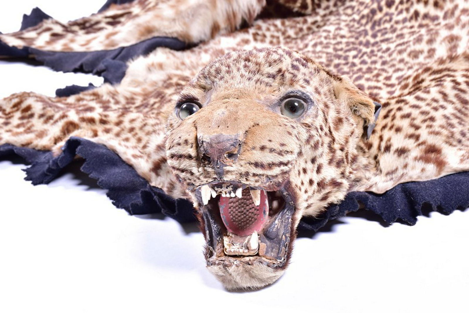 Taxidermy: African Leopard (Panthera pardus), circa: Taxidermy: African Leopard (Panthera pardus), circa 1920-1930, a flat skin rug with flat full head mount in snarling position inset with glass eyes. The limbs outstretched, backed onto a black felt ba