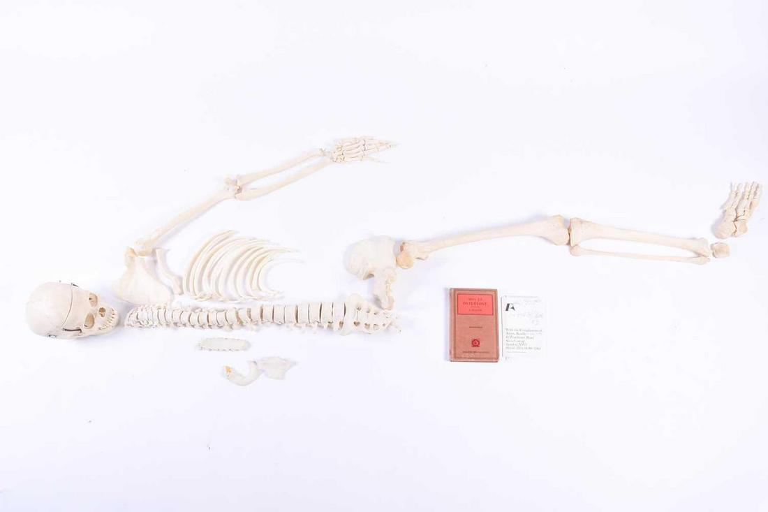 An early 20th century medical-study partial human: An early 20th century medical-study partial human skeleton, the skull in two sections with springs, in card box with original Adam, Rouilly receipt, dated 1972 Footnote: NB: This lot is being sold on 