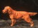 Royal Doulton Irish Setter Figurine