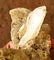 213 grams Fedan Quartz combined with mother rock - 2