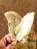 213 grams Fedan Quartz combined with mother rock - 3