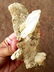 213 grams Fedan Quartz combined with mother rock - 4