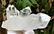300 Grams Natural Fedan Quartz Crystals