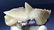108 Grams Undamaged DogTeeth Calcite