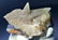 108 Grams Undamaged DogTeeth Calcite - 2