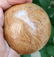 579 Grams Beautiful Wood Stone Sphere -Diameter - 4