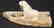 Eskimo carved walrus on artifact base by L. Kingeekuk - 3