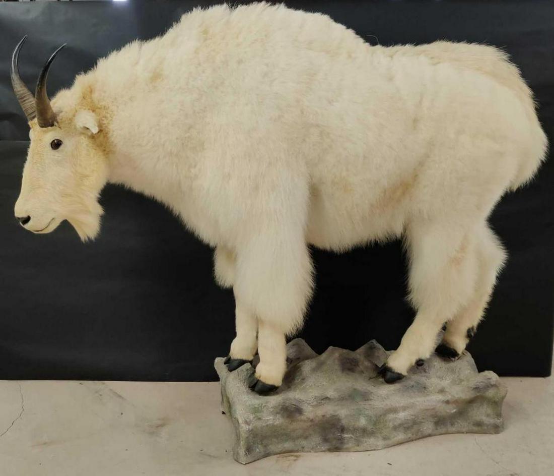 Rocky Mountain Goat Full Body Mount: Complete with Safari club award circa 1994 for 2nd place within the North America Category. Measures approximately 57" x 46" x 22". Originating from British Columbia.
