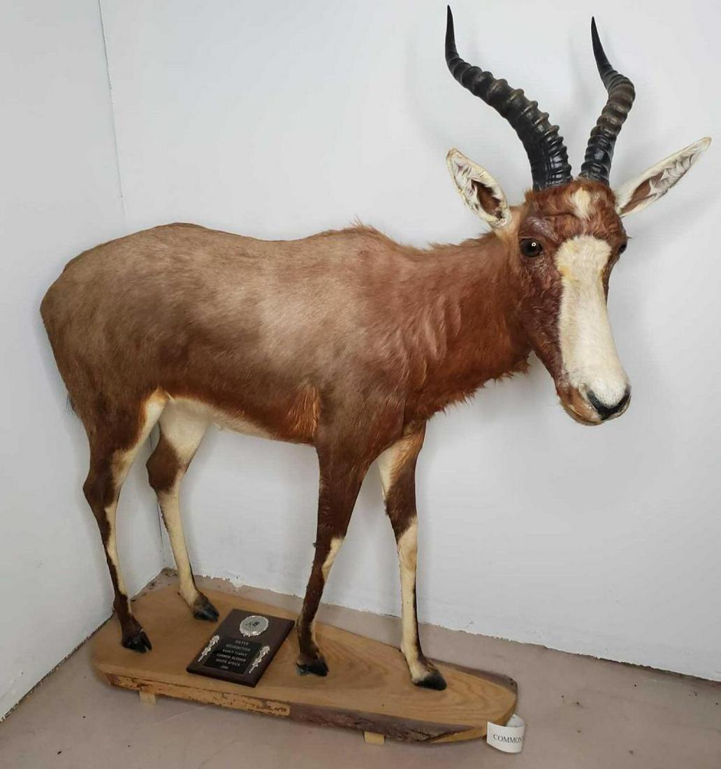 South African Common Blesbok Full Body Mount: In good condition, measures approximately 44" x 13" x 50". Complete with silver recognition award from the Safari Club circa 1993.