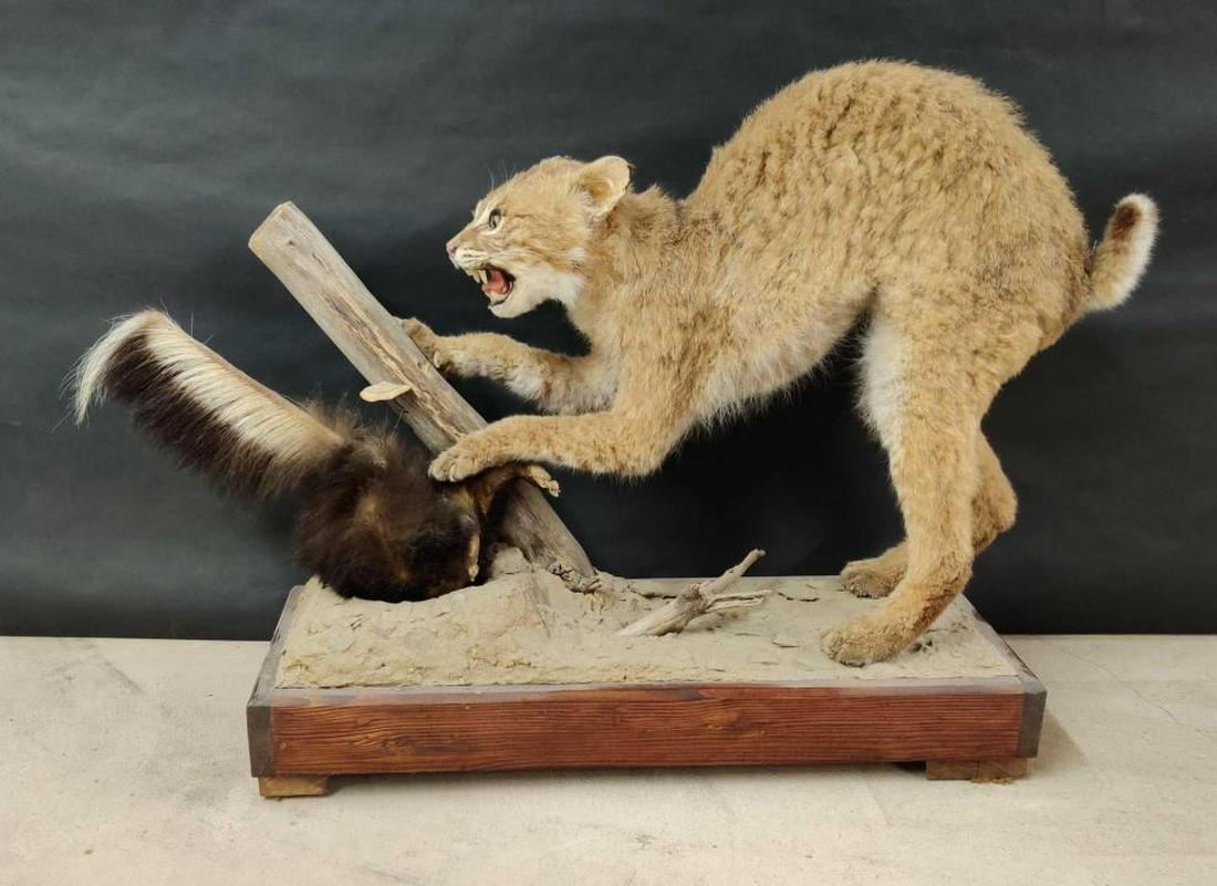 Bobcat and Skunk Full Body Mount: Measures approximately 34" x 24" x 10".
