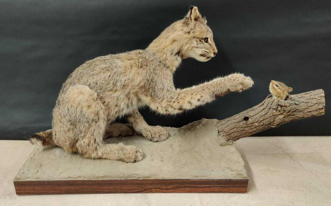 Bobcat Kitten Full Body Mount: Measures approximately 29" x 18" x 12".