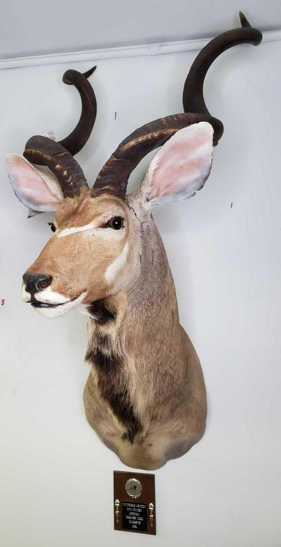 Greater Kudu Shoulder Mount, Zimbabwe: Lot includes one mount in good condition. Measures approximately 62" x 27" x 30". Complete with silver Safari Club silver recognition award circa 1993.