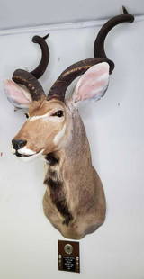 Greater Kudu Shoulder Mount, Zimbabwe: Lot includes one mount in good condition. Measures approximately 62" x 27" x 30". Complete with silver Safari Club silver recognition award circa 1993.