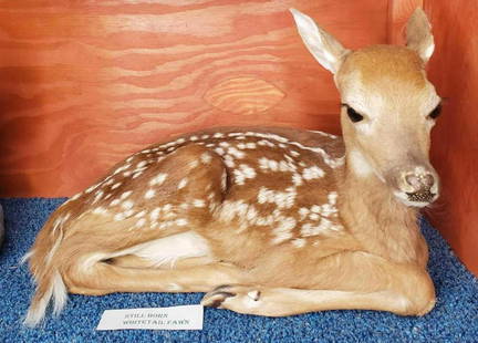 Still Born Whitetail Fawn Mount: Lot includes rare fawn mount in good condition. Very small measuring approximately 14.25" long.