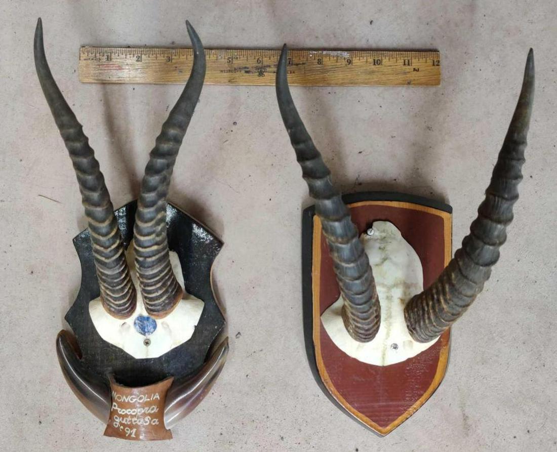 Mongolian Gazelle Horn Mounts: Lot includes two antler mounts, ruler shown for scale only.
