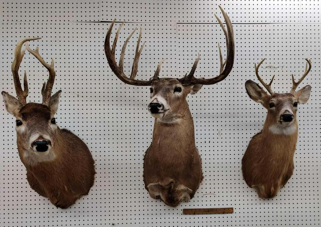 whitetail deer mounts