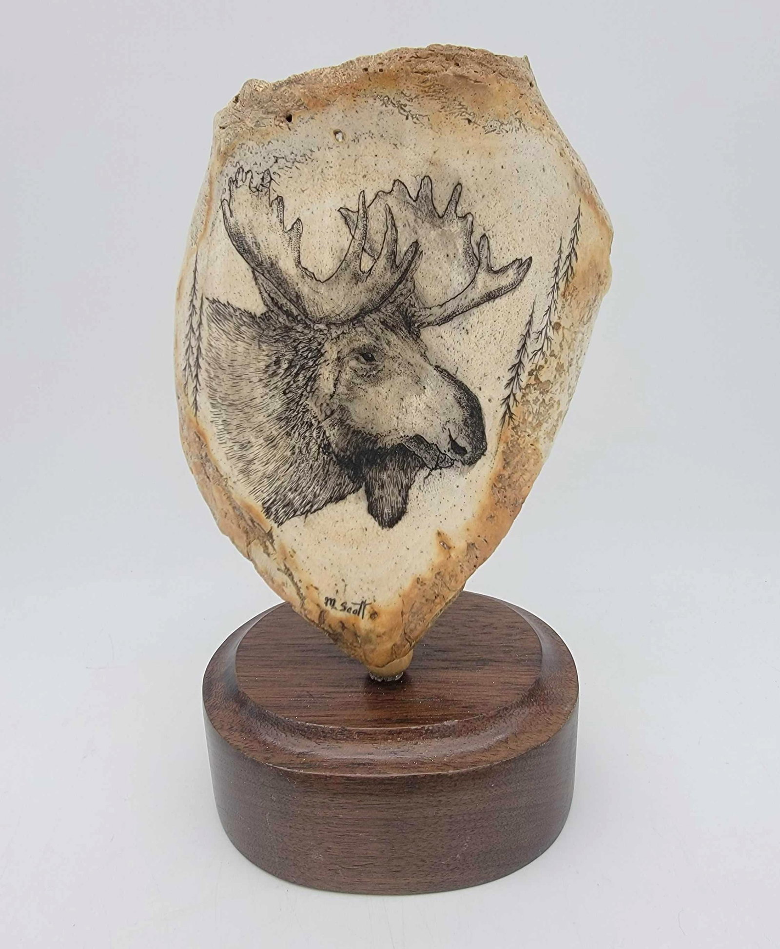 Walrus Bone w/Scrimshaw Moose by Michael Scott: A section of Walrus skull adorned with detailed scrimshaw scene depicting a Bull Moose, signed for Michael Scott and mounted to a wood pedestal base. Measures approximately 8.5" tall x 5" x 4&