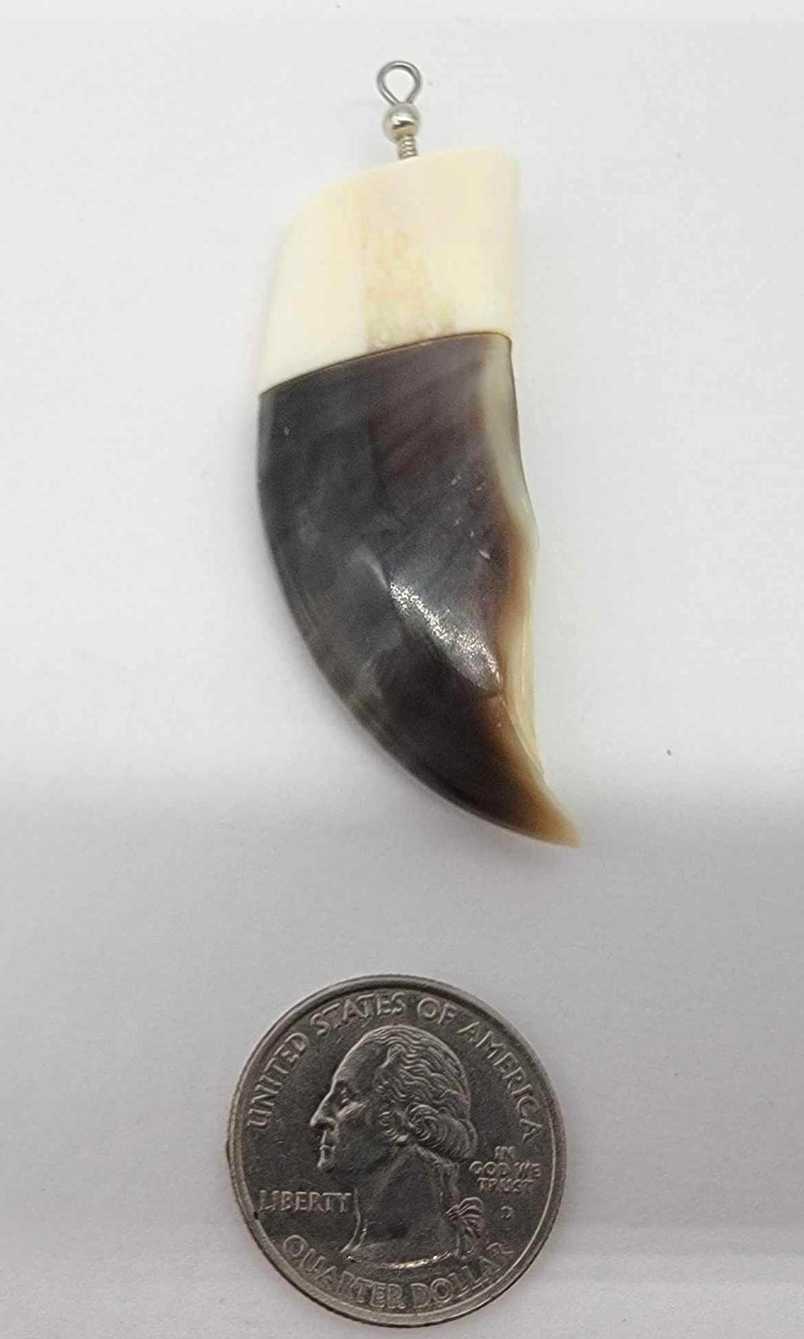 Polar Bear Claw with Walrus Tusk Cap #2: A Polar Bear claw with Walrus tusk cap and drilled pendant loop. Measures approximately 3" long x 1" x .50".