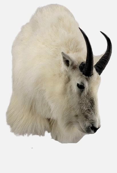 Mountain Goat Shoulder Mount: A taxidermy shoulder mount of an Alaskan Mountain Goat, done professionally by Knight's Taxidermy in Anchorage, AK. Measures approximately 19" x 23" x 29" tall overall.