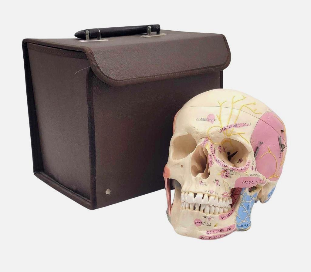 National Biological Labs Life Size Anatomical Human Skull: A vintage life size anatomical human educational medical skull by National Biological Labs Inc. Comes complete with a carrying case, which measures approximately 9.5" x 7.5" x 9" tall.