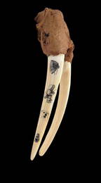 Fossilized Walrus Head Mount w/Scrimshaw Tusks