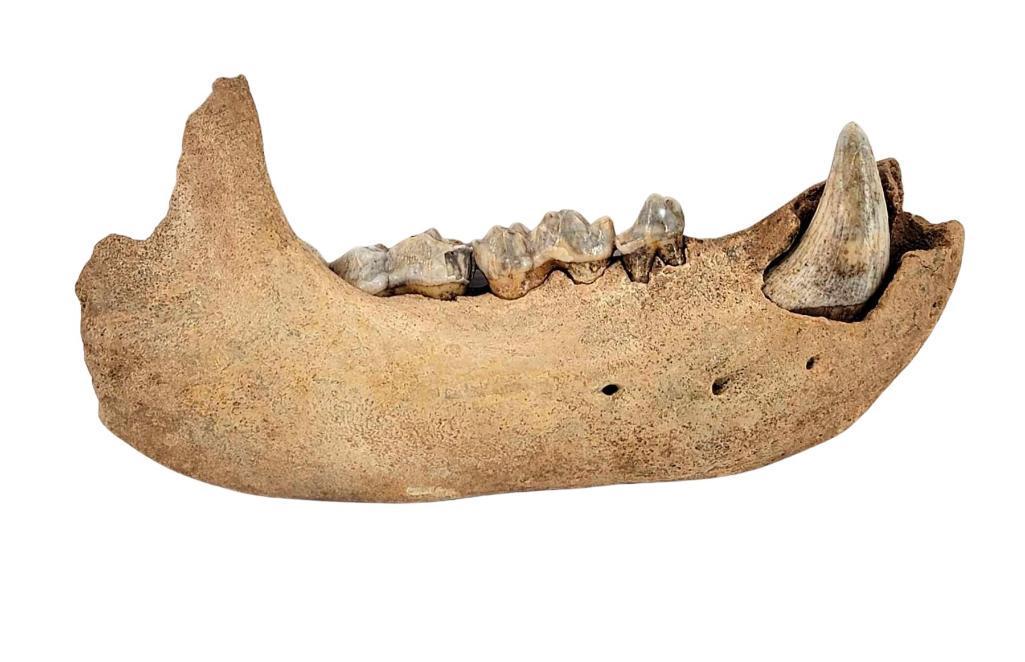 Pleistocene Cave Bear Jaw Fossil: A large cave bear (Ursus spelaeus) fossil containing the canine and all molars from the Pleistocene epoch, likely Romania. Measures approximately 8" long x 3.75" tall.