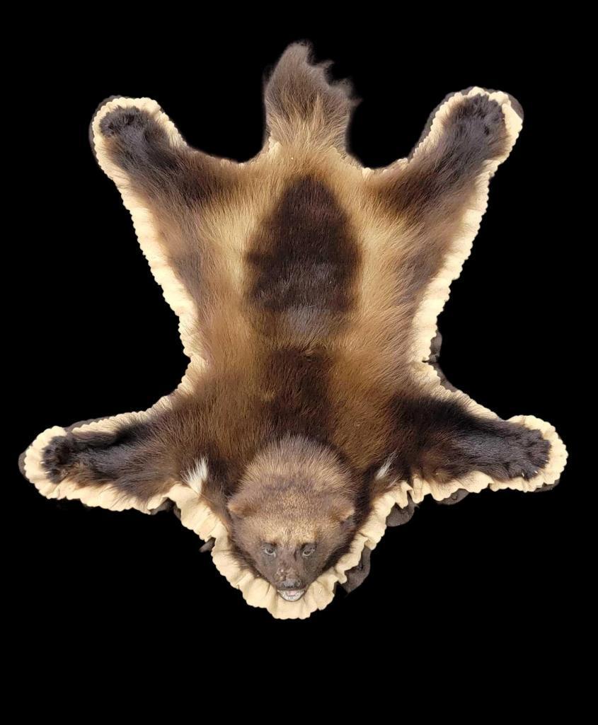 Wolverine Taxidermy Rug